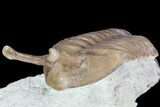 Stalk-Eyed Asaphus Kowalewskii Trilobite - Russia #89079-3